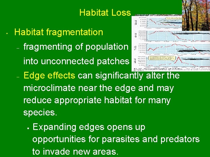 Habitat Loss • Habitat fragmentation – fragmenting of population into unconnected patches – Edge