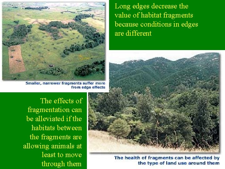 Long edges decrease the value of habitat fragments because conditions in edges are different