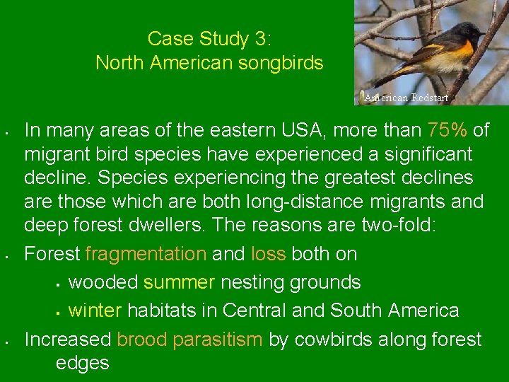 Case Study 3: North American songbirds American Redstart • • • In many areas