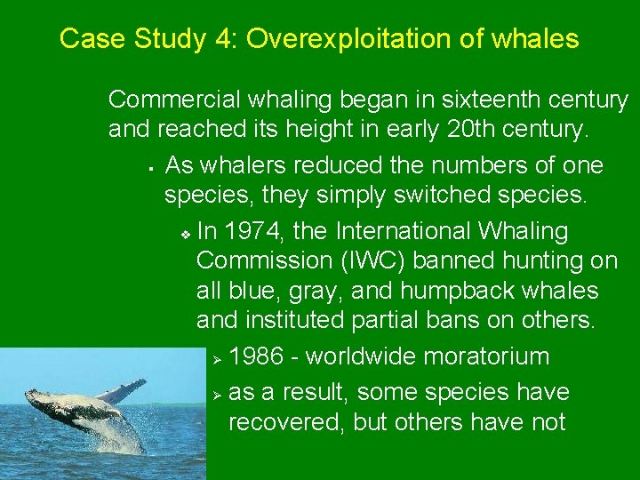 Case Study 4: Overexploitation of whales Commercial whaling began in sixteenth century and reached