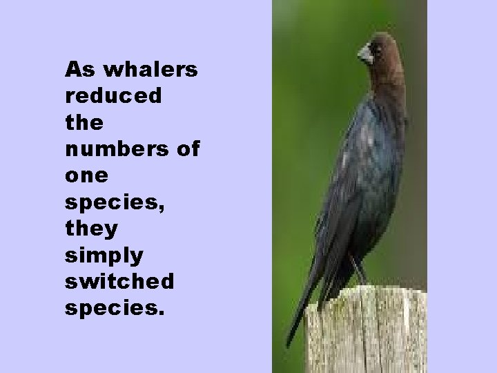 As whalers reduced the numbers of one species, they simply switched species. 