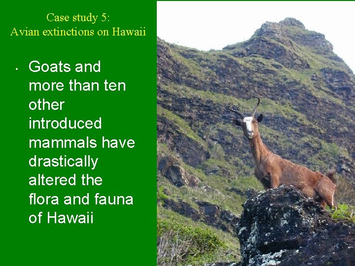 Case study 5: Avian extinctions on Hawaii • Goats and more than ten other