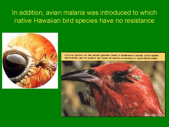 In addition, avian malaria was introduced to which native Hawaiian bird species have no
