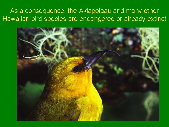 As a consequence, the Akiapolaau and many other Hawaiian bird species are endangered or