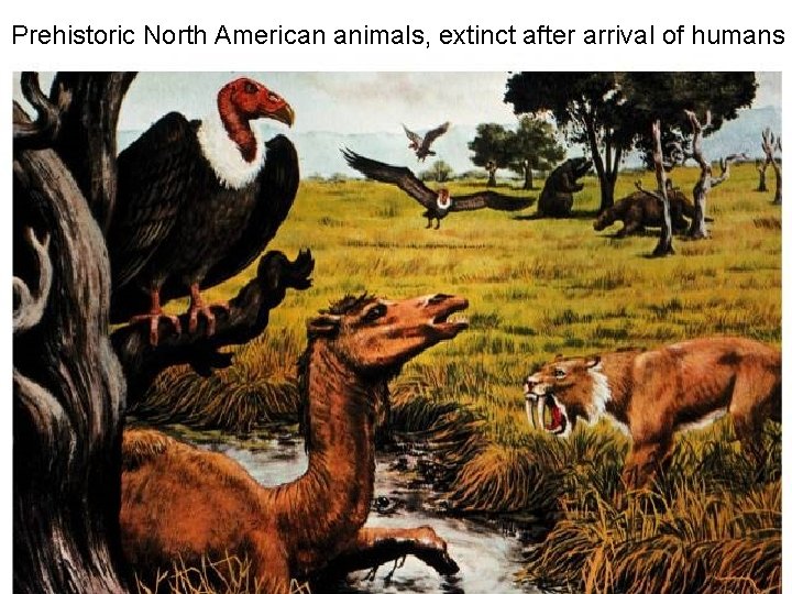 Prehistoric North American animals, extinct after arrival of humans 5 