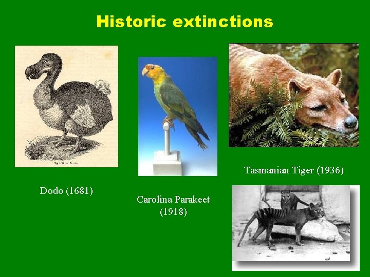 Historic extinctions Tasmanian Tiger (1936) Dodo (1681) Carolina Parakeet (1918) 