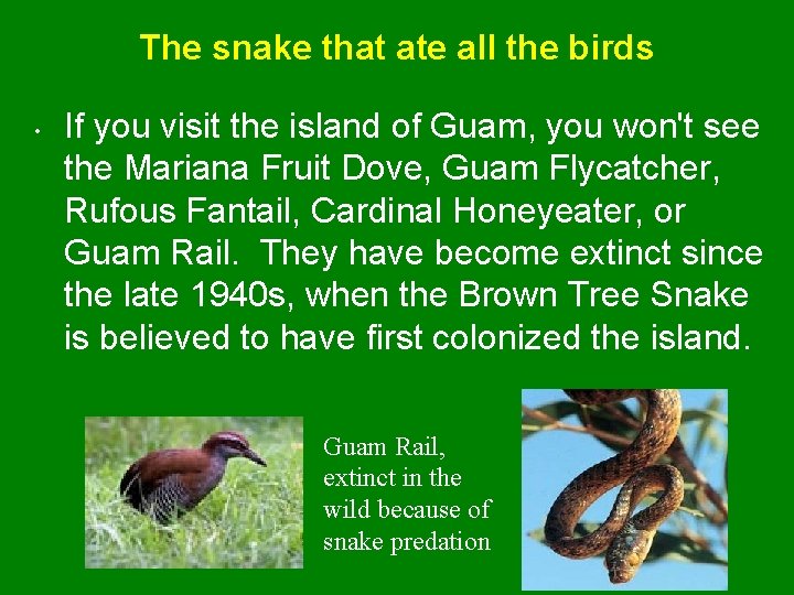 The snake that ate all the birds • If you visit the island of