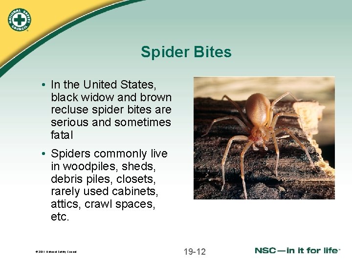 Spider Bites • In the United States, black widow and brown recluse spider bites