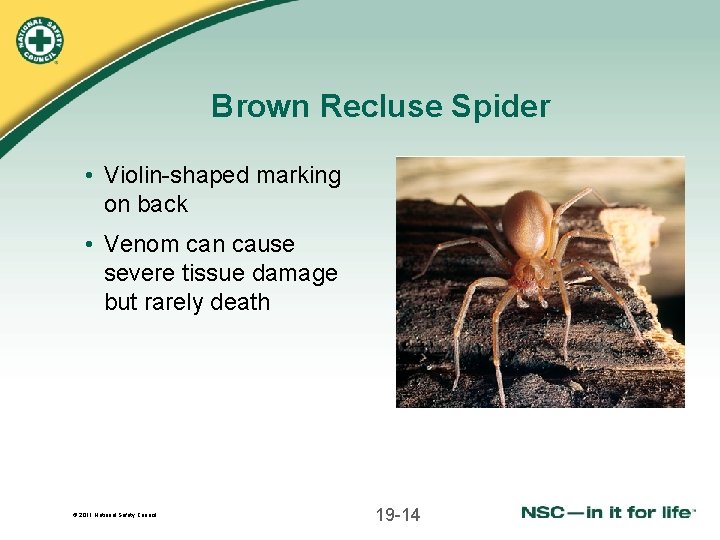 Brown Recluse Spider • Violin-shaped marking on back • Venom can cause severe tissue