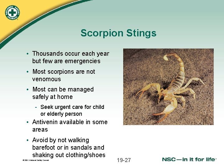 Scorpion Stings • Thousands occur each year but few are emergencies • Most scorpions