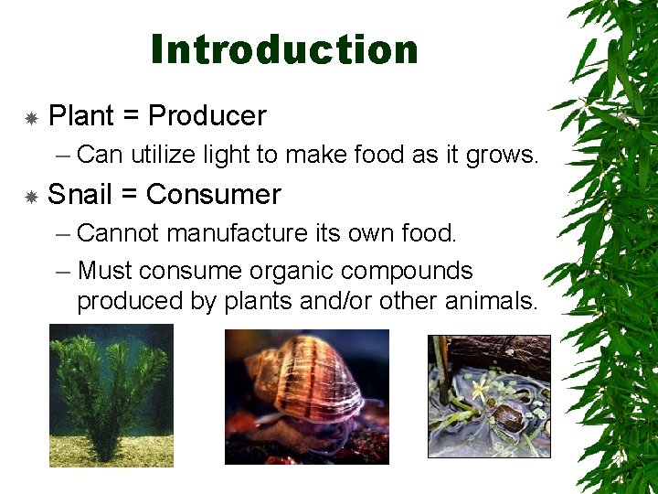 Introduction Plant = Producer – Can utilize light to make food as it grows.