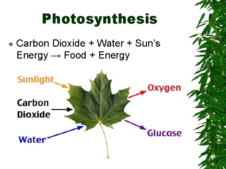 Photosynthesis Carbon Dioxide + Water + Sun’s Energy → Food + Energy 