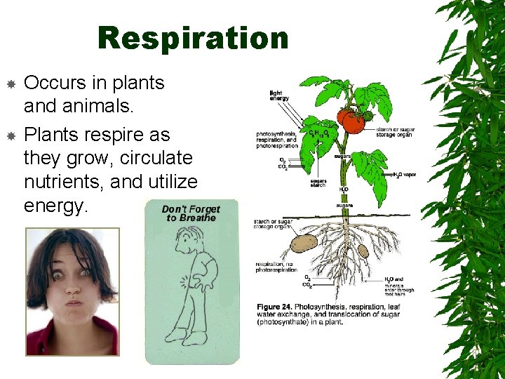 Respiration Occurs in plants and animals. Plants respire as they grow, circulate nutrients, and
