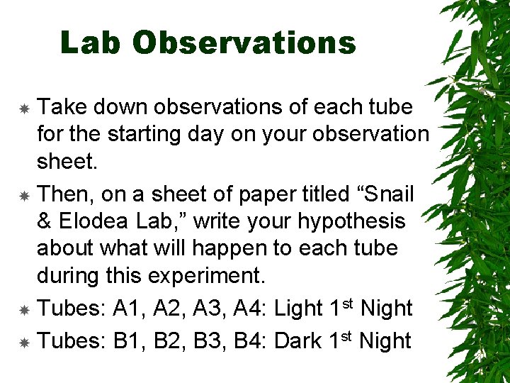 Lab Observations Take down observations of each tube for the starting day on your