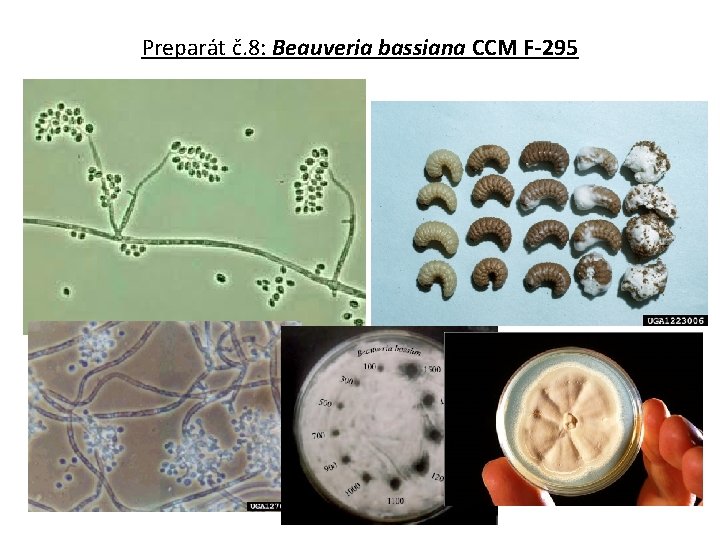 Preparát č. 8: Beauveria bassiana CCM F-295 