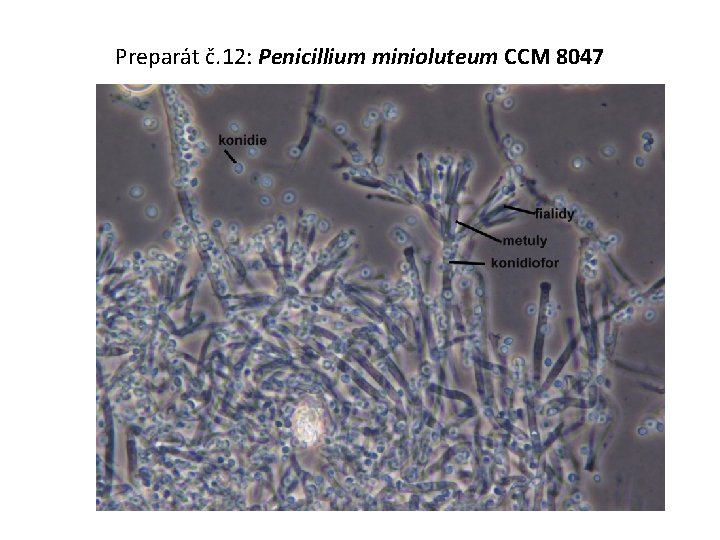 Preparát č. 12: Penicillium minioluteum CCM 8047 