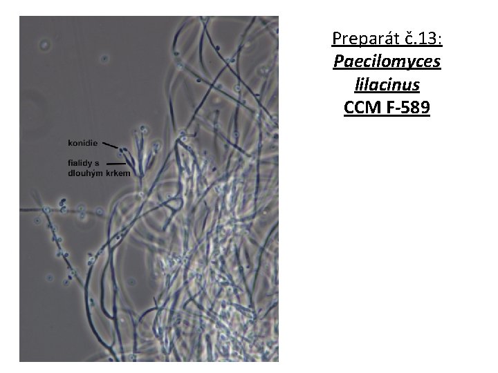 Preparát č. 13: Paecilomyces lilacinus CCM F-589 