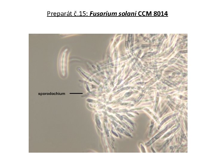 Preparát č. 15: Fusarium solani CCM 8014 