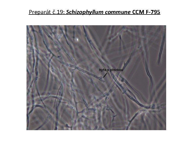 Preparát č. 19: Schizophyllum commune CCM F-795 