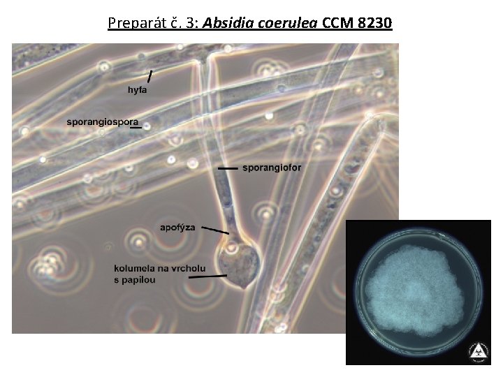 Preparát č. 3: Absidia coerulea CCM 8230 