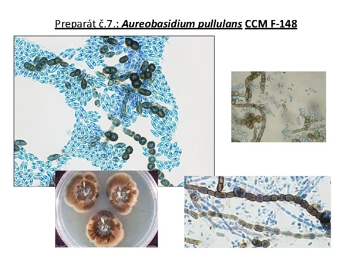 Preparát č. 7. : Aureobasidium pullulans CCM F-148 