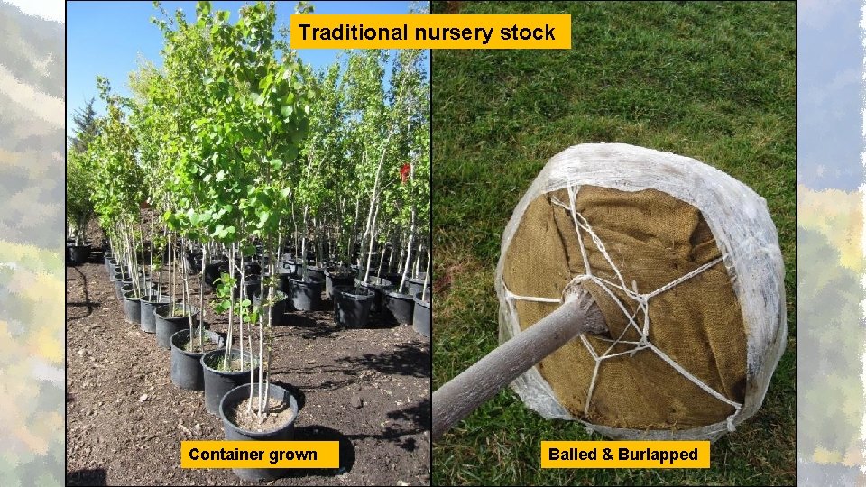 Traditional nursery stock Container grown Balled & Burlapped 