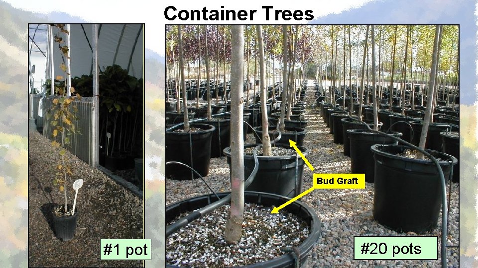 Container Trees Bud Graft #1 pot #20 pots 