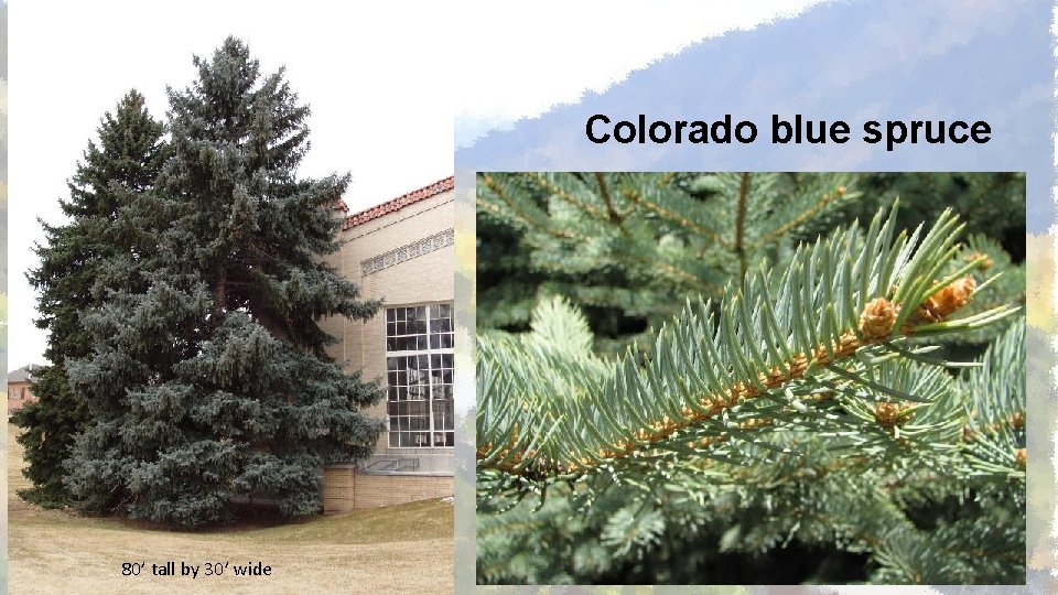 Colorado blue spruce 80’ tall by 30’ wide 