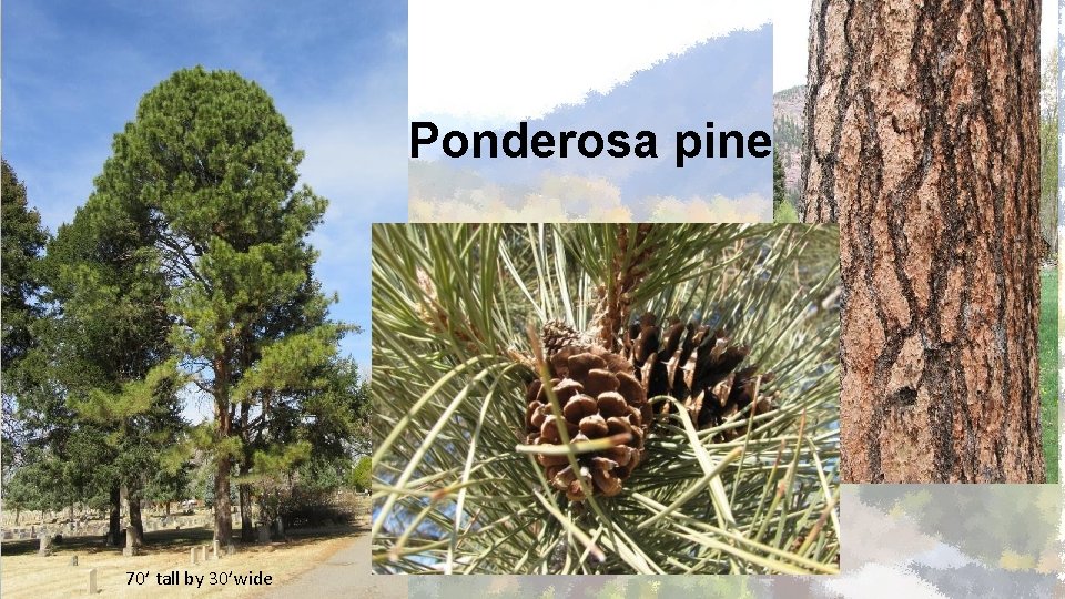 Ponderosa pine 70’ tall by 30’wide 