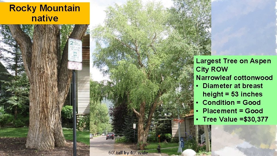 Rocky Mountain native Largest Tree on Aspen City ROW Narrowleaf cottonwood • Diameter at