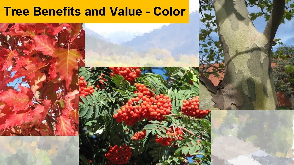 Tree Benefits and Value - Color 