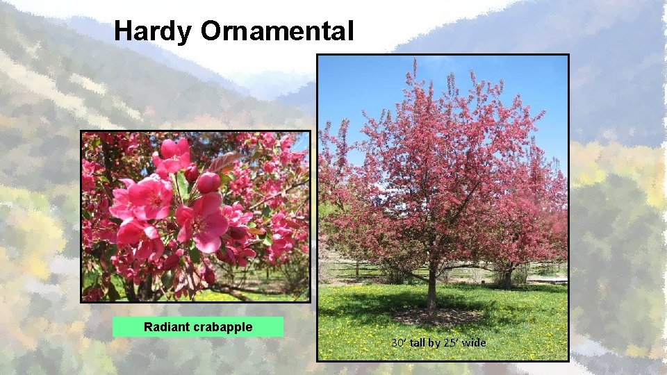 Hardy Ornamental Radiant crabapple 30’ tall by 25’ wide 