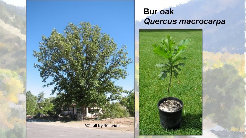 Bur oak Quercus macrocarpa 50’ tall by 40’ wide 