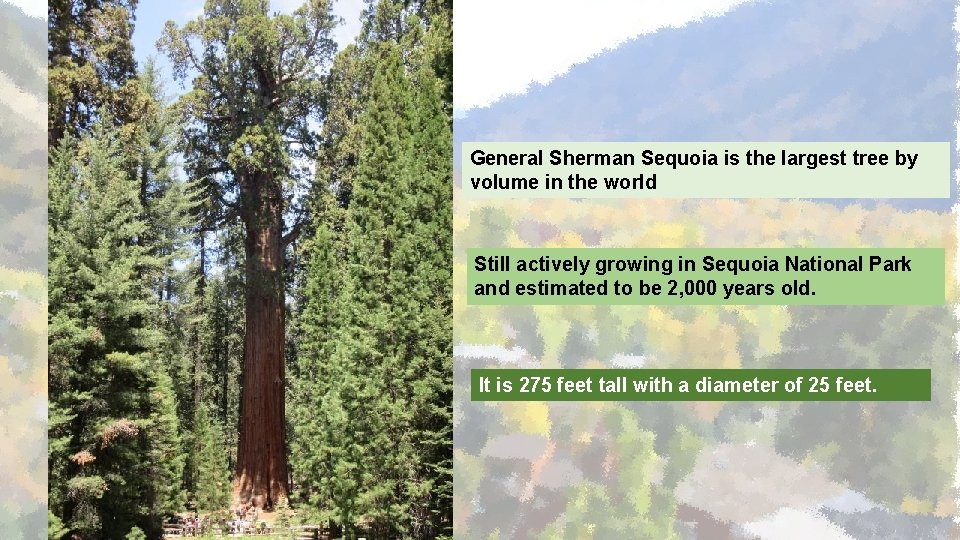 General Sherman Sequoia is the largest tree by volume in the world Still actively