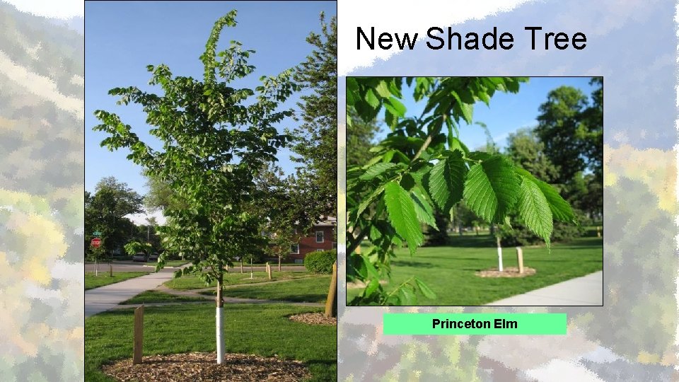 New Shade Tree Princeton Elm 