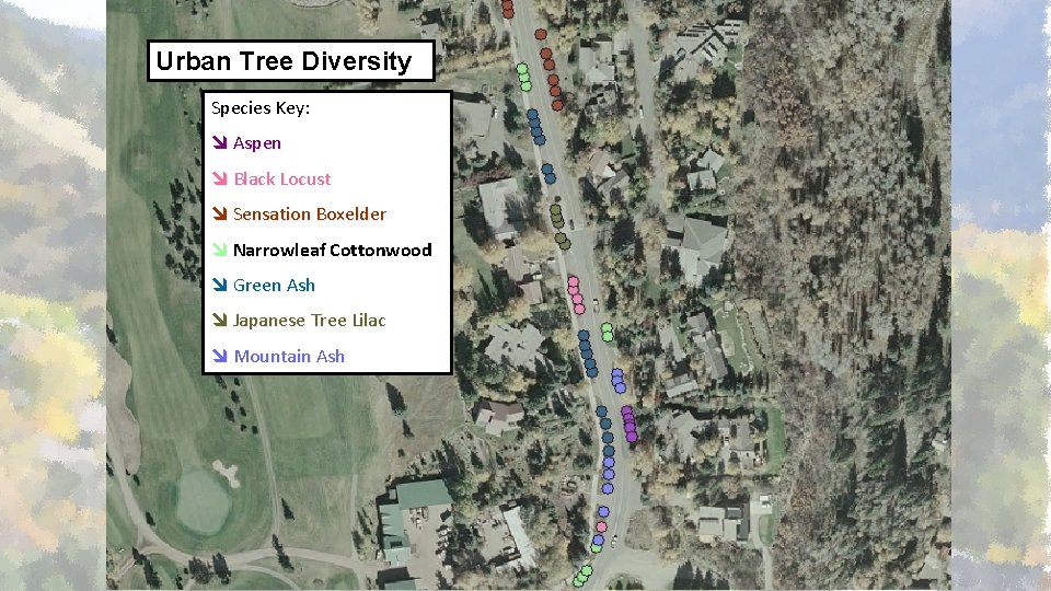 Urban Tree Diversity Species Key: Aspen Black Locust Sensation Boxelder Narrowleaf Cottonwood Green Ash