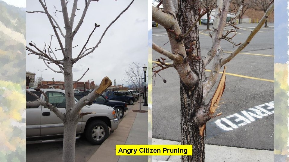 Angry Citizen Pruning 