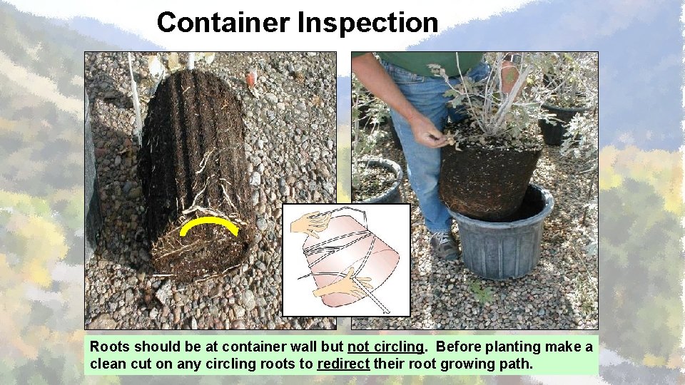 Container Inspection Roots should be at container wall but not circling. Before planting make