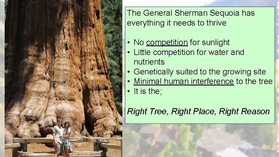 The General Sherman Sequoia has everything it needs to thrive • No competition for