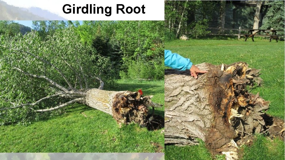 Girdling Root 