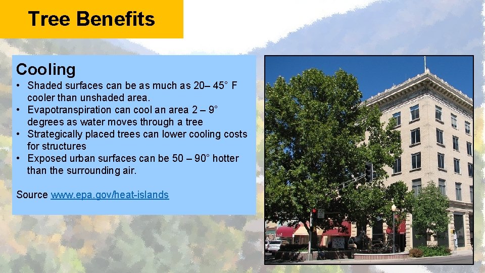 Tree Benefits Cooling • Shaded surfaces can be as much as 20– 45° F
