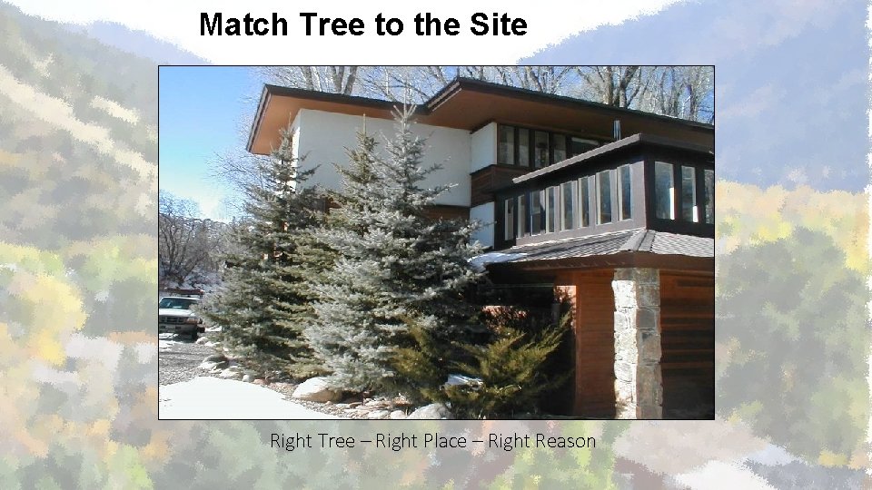 Match Tree to the Site Right Tree – Right Place – Right Reason 