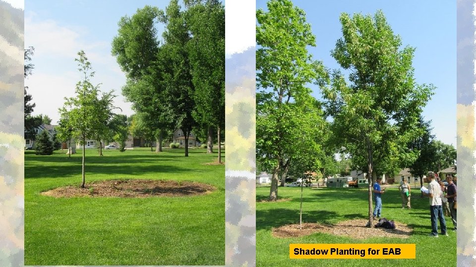 Shadow Planting for EAB 