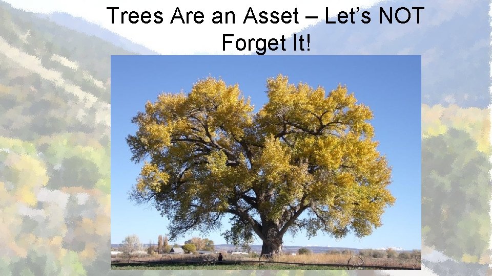Trees Are an Asset – Let’s NOT Forget It! 