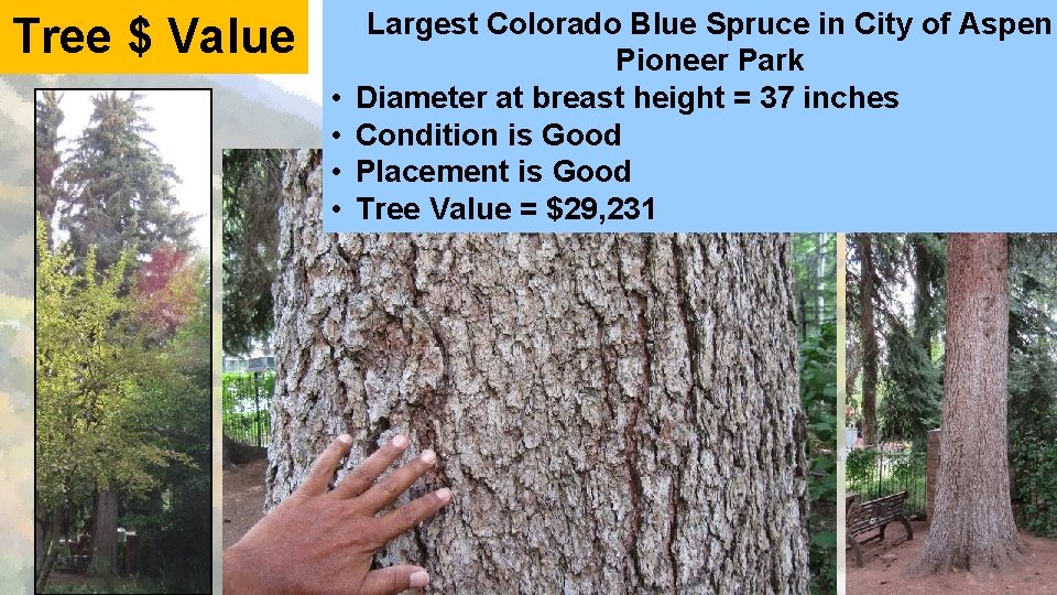 Tree $ Value • • Largest Colorado Blue Spruce in City of Aspen Pioneer