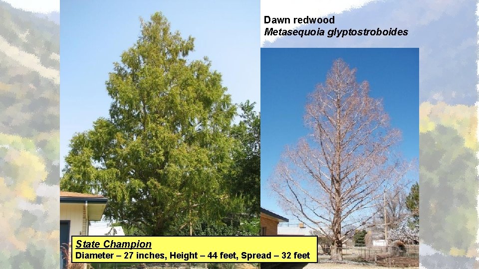 Dawn redwood Metasequoia glyptostroboides State Champion Diameter – 27 inches, Height – 44 feet,