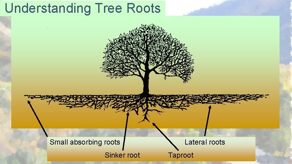 Understanding Tree Roots Small absorbing roots Sinker root Lateral roots Taproot 