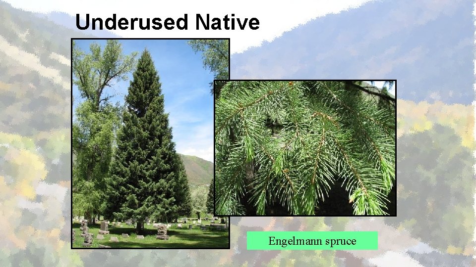 Underused Native Engelmann spruce 