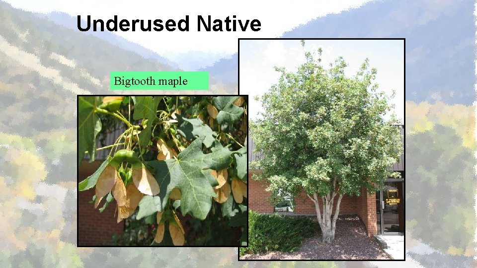 Underused Native Bigtooth maple 