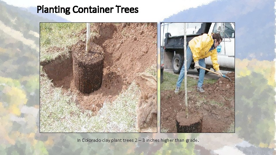 Planting Container Trees In Colorado clay plant trees 2 – 3 inches higher than